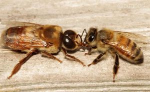 El complejo mecanismo de vuelo de las abejas – Sacecorbo y Canales del  Ducado