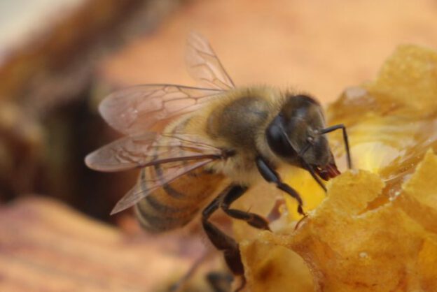 El Complejo Mecanismo De Vuelo De Las Abejas – Sacecorbo Y Canales Del ...